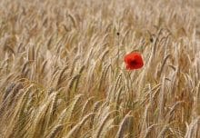 Valeur personnelle et estime de soi. Dossier valeur personnelle